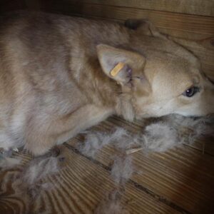 ANNALIE - vermisst 08/2021