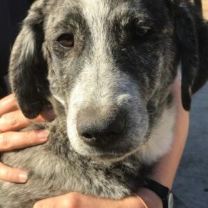 ANNASTASIA - reserviert Hilfe für Herdenschutzhunde - vermittelt