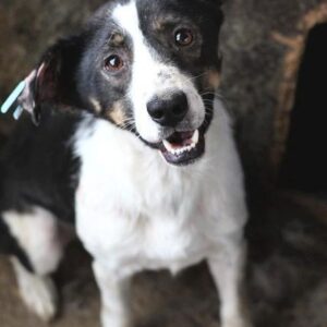 ANNO - reserviert Vergessene Pfoten - vermittelt