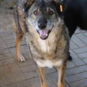 ANTON - vermisst 08/21