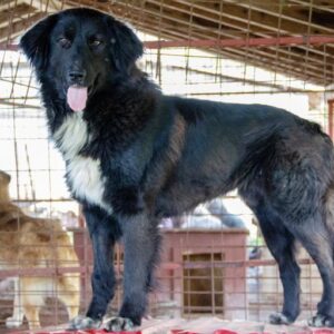 ARAGON - reserviert NadineH vermittelt