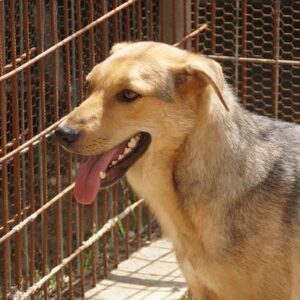 ARGUS - vermisst 04/2023