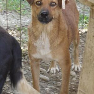 ARISTOTELES - vermisst 08/2021