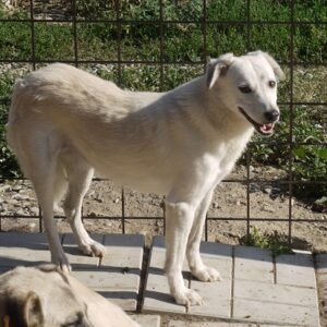 ARJONA - vermisst 08/21