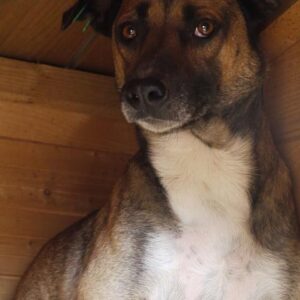 ARNO - vermisst 04/2023