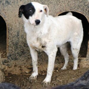 ASIA - vermisst 08/2021