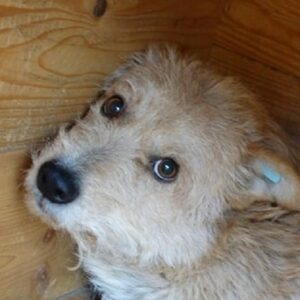 ASPEN - vermisst 04/2023