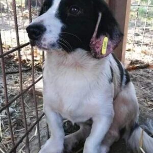 ATREJU - RBB 01/2021