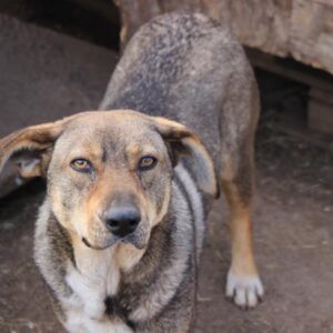 AVIK (♂) - seit 2017 im Shelter - reserviert Anna - vermittelt 19.10.24