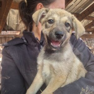 ELISE (♀) - ausgereist zum TST Rösrath