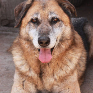 ARTOS - auf Pflegestelle in PLZ 1 - RBB