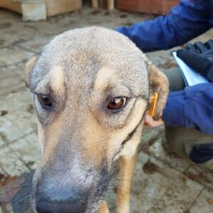 BANRA - auf Pflegestelle in PLZ 4 - vermittelt