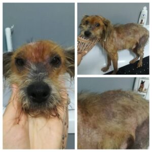 BÄRLI - reserviert Eifelhof Frankenau - vermittelt