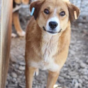 BELINDA - seit mindestens 2019 im Shelter