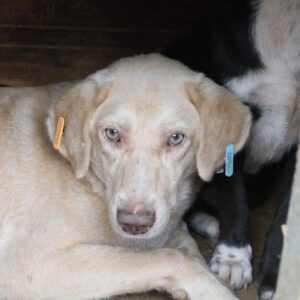 BELLO - reserviert NadineH - vermittelt