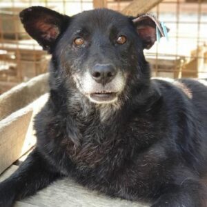 BERTEL - reserviert TINO (clinic 10/2020) - vermittelt