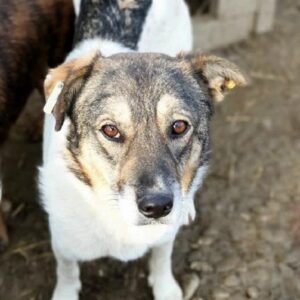 BIGGIE - auf Pflegestelle in PLZ 6 - vermittelt