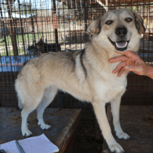 BIGNA - reserviert Sasi - vermittelt