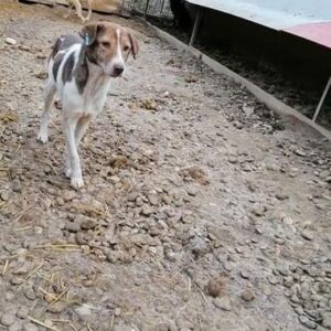 BLANKA - vermisst 08/21