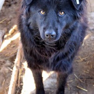 BLUE - reserviert TH Gifhorn (NadineZ) - vermittelt