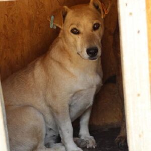 BLÜMCHEN - reserviert Kathleen - vermittelt