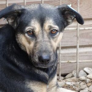 BONJA - vermisst 04/2022