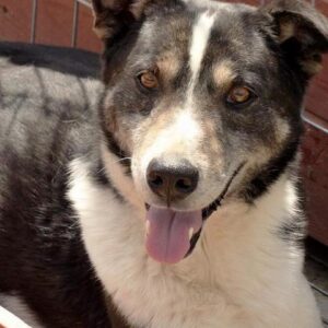 BOOTSMANN - vermisst 05/24