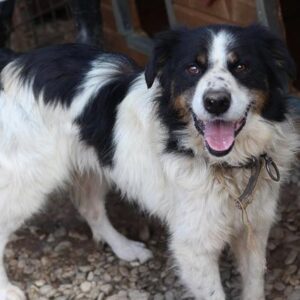 BORIS - vermisst 04/2023