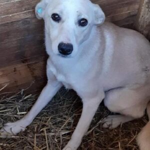 BRINI - reserviert Eifelhof Frankenau - vermittelt