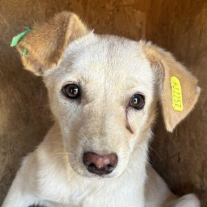 BECKY (♀) - ausgereist zum TST Rösrath