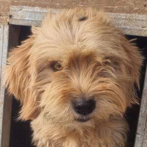 BENNIE (♂) - ausgereist zum TST Rösrath