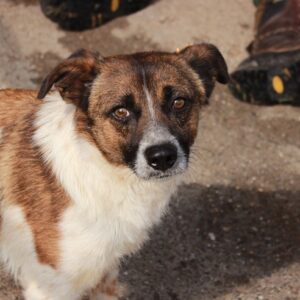 BERO (♂) - seit mindestens 2020 im Shelter