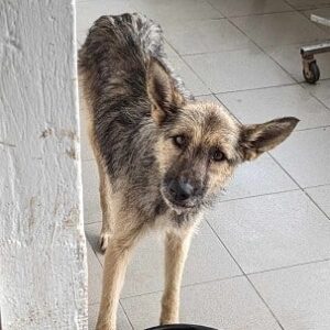 ITOYA - Notfall im Shelter - jetzt auf PDR PS im PLZ Bezirk 64 *ausgereist*