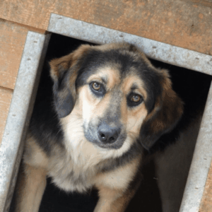 MIKA (♂) - seit mind. 2019 im Shelter