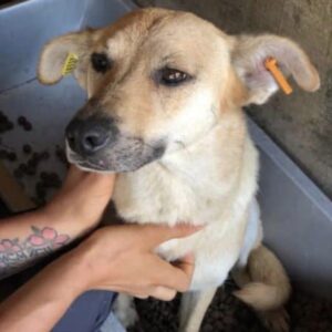 SADIE - ausgereist zu Vierbeiner in Not