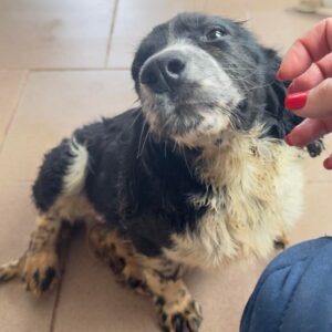 IZZARA (♀) - ausgereist zum Kinder- und Tierschutzhof Hahnenberg