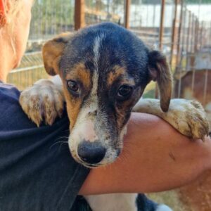 BJERKA - ausgereist zum TST Rösrath