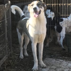 DAREK - reserviert Manuela - vermittelt