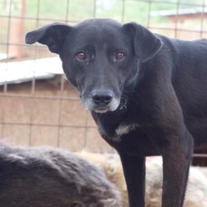 CALMA - seit mindestens 2018 im Shelter