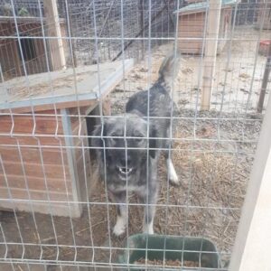 CAPONE - vermisst 03/23