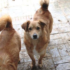 CARAMELLO - reserviert TINO - vermittelt