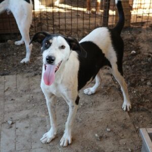 CARINO - reserviert (PS) 4animals - vermittelt