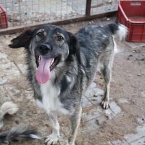 CARLOS - auf Pflegestelle in PLZ 4 - vermittelt