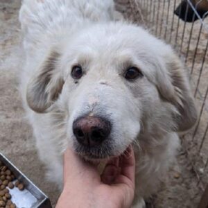 CASIOPEIA - Kuvasz-Mix - reserviert Hilfe für Herdenschutzhunde - vermittelt