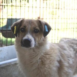 CASSEDY - reserviert Alexandra - vermittelt