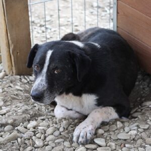 CAVALLO - vermisst 08/21