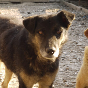 CEDRIC - vermisst 11/2021