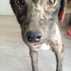 CELIE (ELENA) - ausgereist