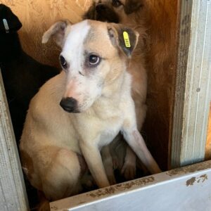 CHAMPA - reserviert Alexandra vermittelt