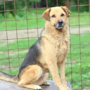 CHILI - reserviert Tierhilfe Lebenswert DR - vermittelt